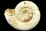 Jurassic Ammonite (Perisphinctes) Fossil - Madagascar #161727-1